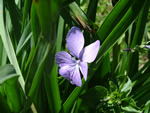 Viola cornuta